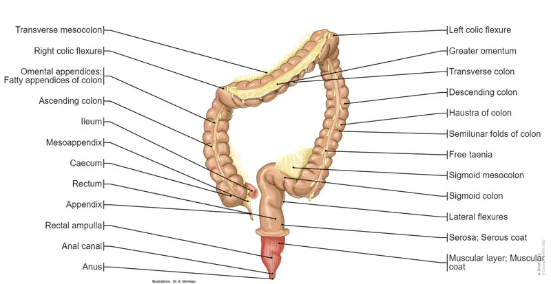 Anatomy of the Large Intestine and Associated Structures