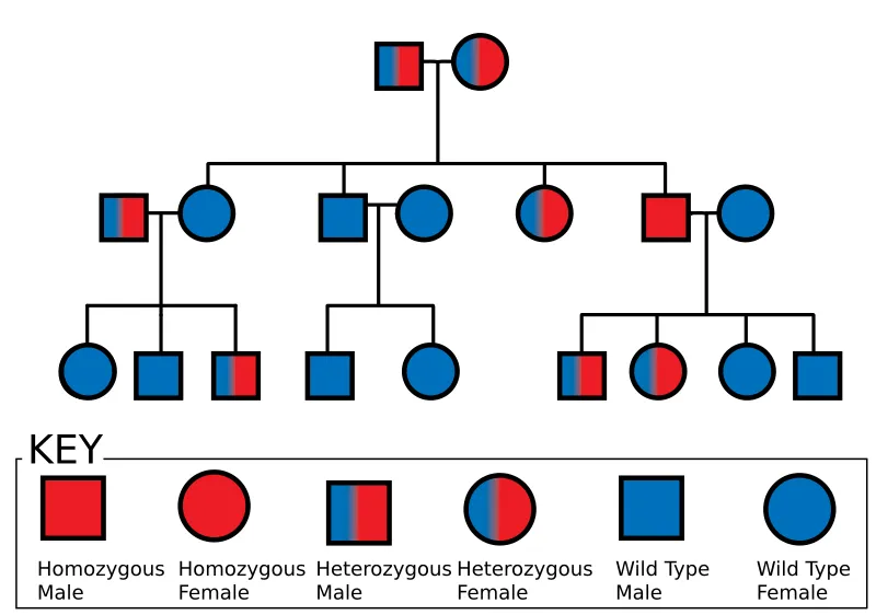 Pedigree Chart Symbols and Examples