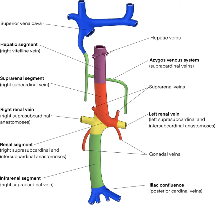 Development of the Inferior Vena Cava