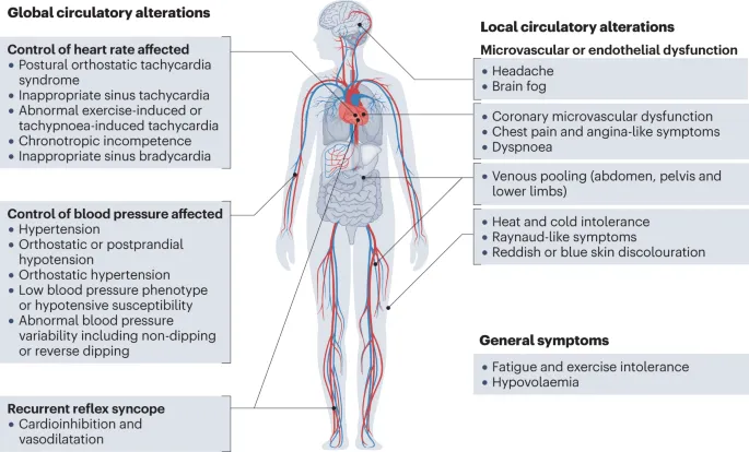 Circulatory Alterations in Autonomic Dysfunction Syndromes