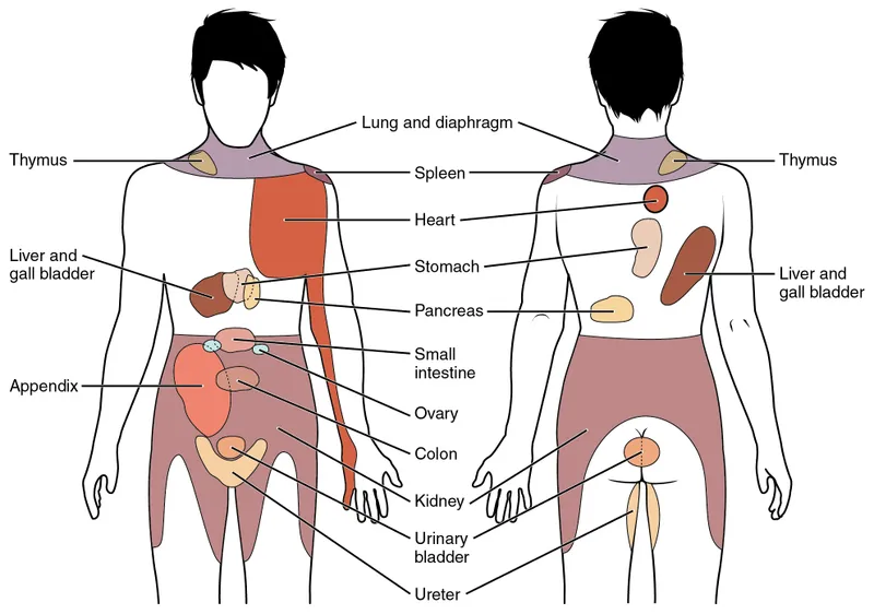 Referred Pain from Abdominal Organs