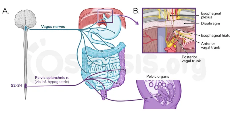 Autonomic Innervation of Abdominal Organs