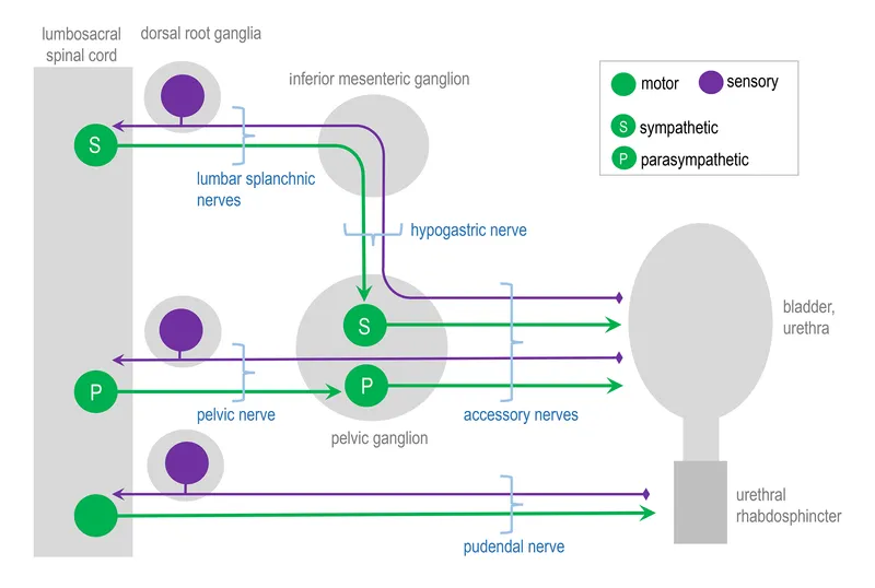 Autonomic Innervation of Pelvic Organs