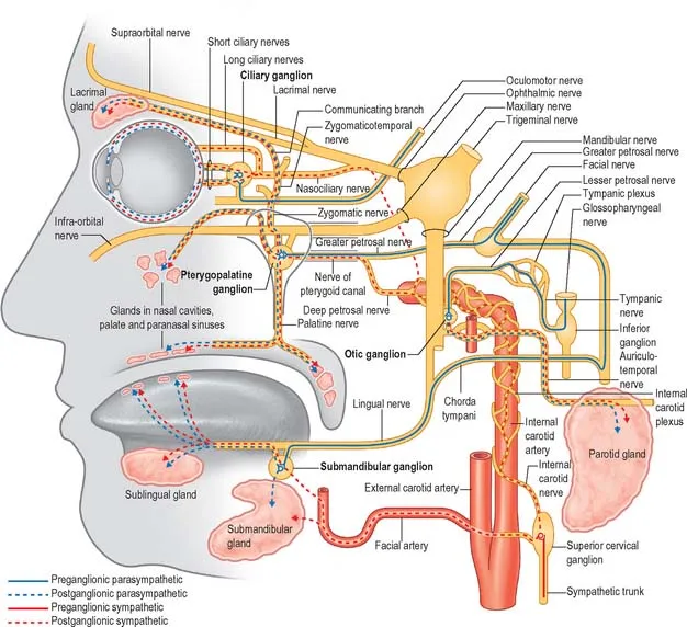 Autonomic Innervation of Head and Neck