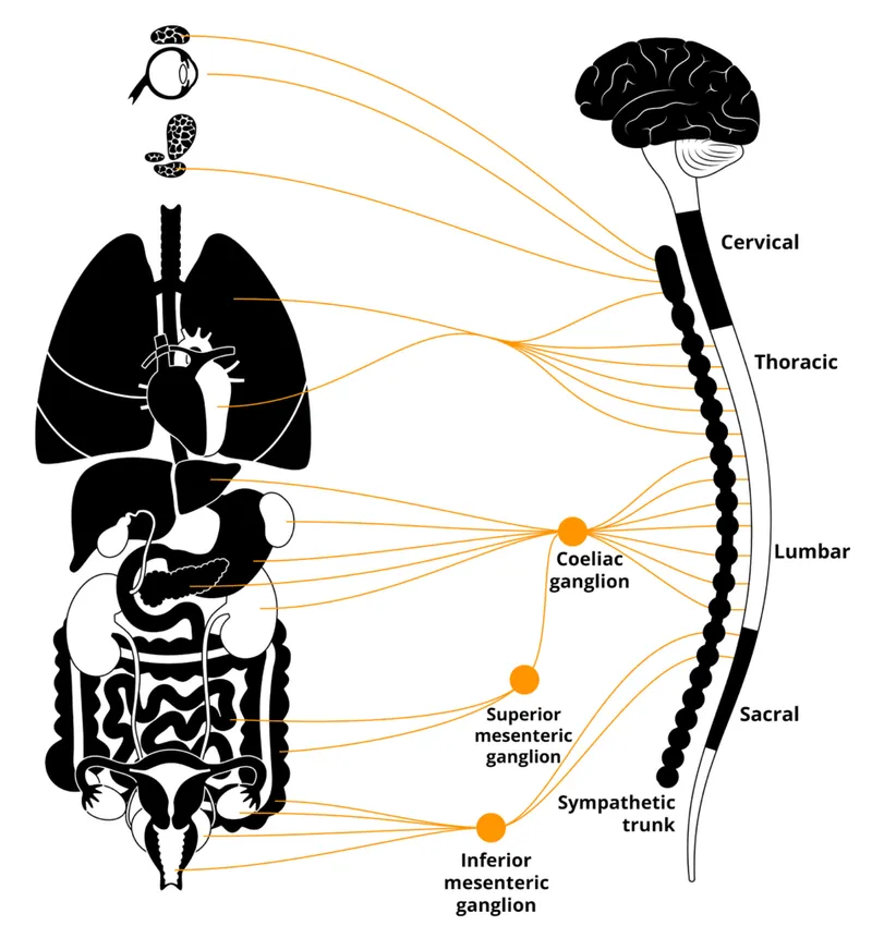 Autonomic innervation of thoracic and abdominal organs