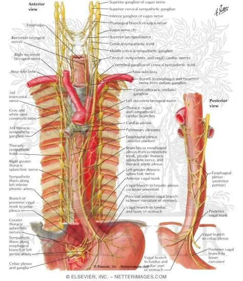 Esophageal plexus with vagal trunks and sympathetic chain