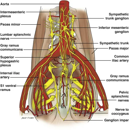 Autonomic Plexuses and Nerves of the Thorax and Abdomen