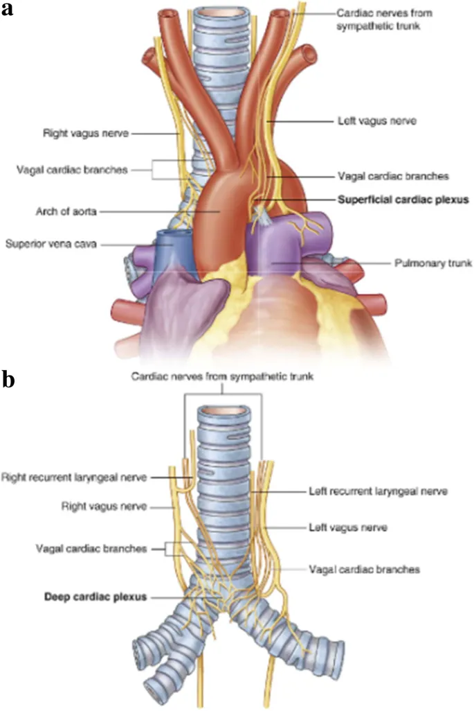 Superficial and Deep Cardiac Plexuses