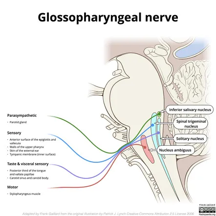 Glossopharyngeal Nerve (CN IX) Parasympathetic Pathway