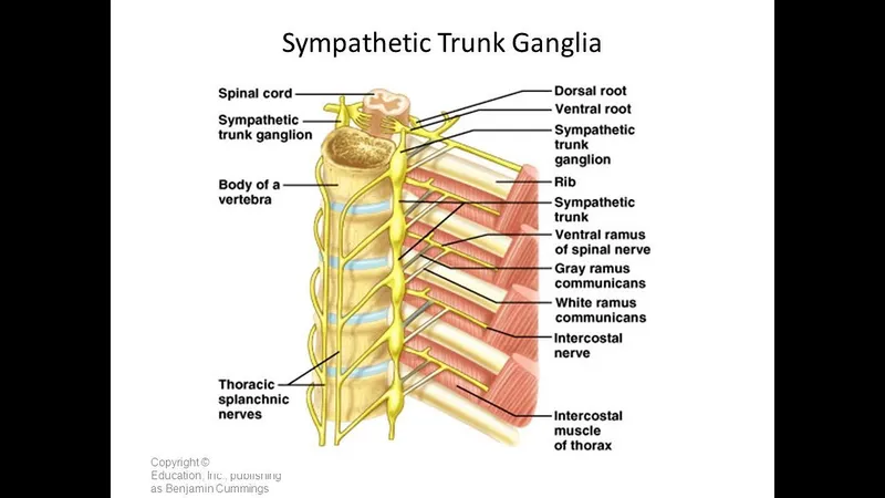 Sympathetic Ganglia and Rami Communicantes