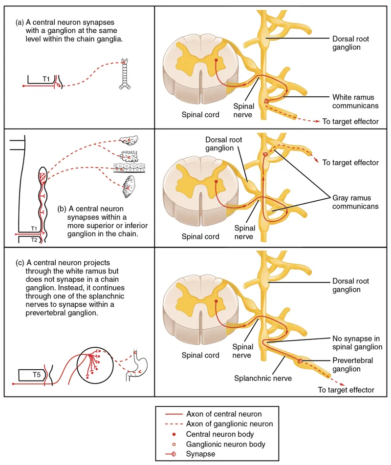 Sympathetic Preganglionic Fiber Pathways