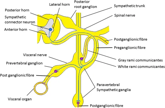 Sympathetic Trunk and Rami Communicantes