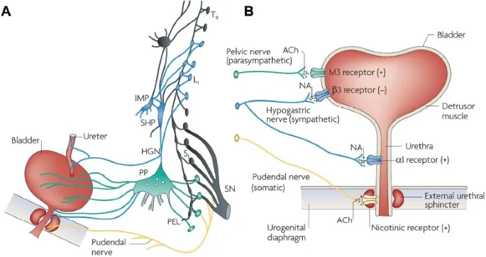 Innervation of the bladder and pelvic organs