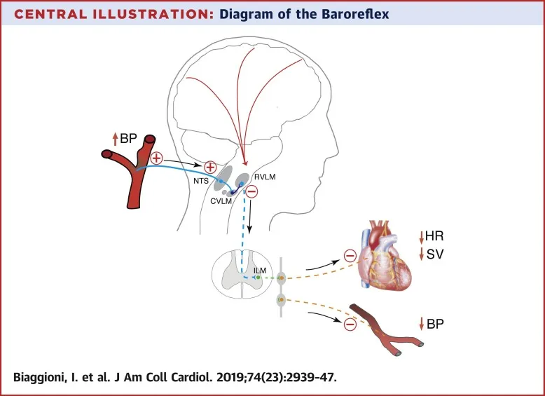 Baroreflex arc pathway diagram