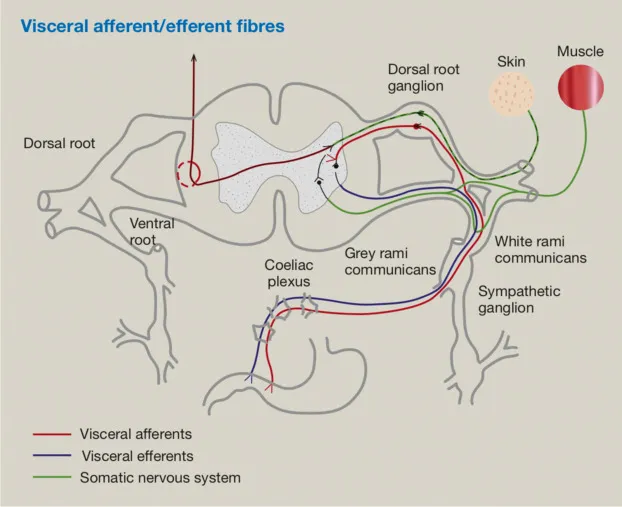 Visceral Afferent and Efferent Pathways Diagram