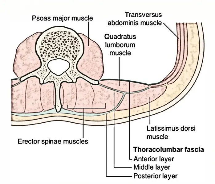 Thoracolumbar fascia layers and surrounding muscles