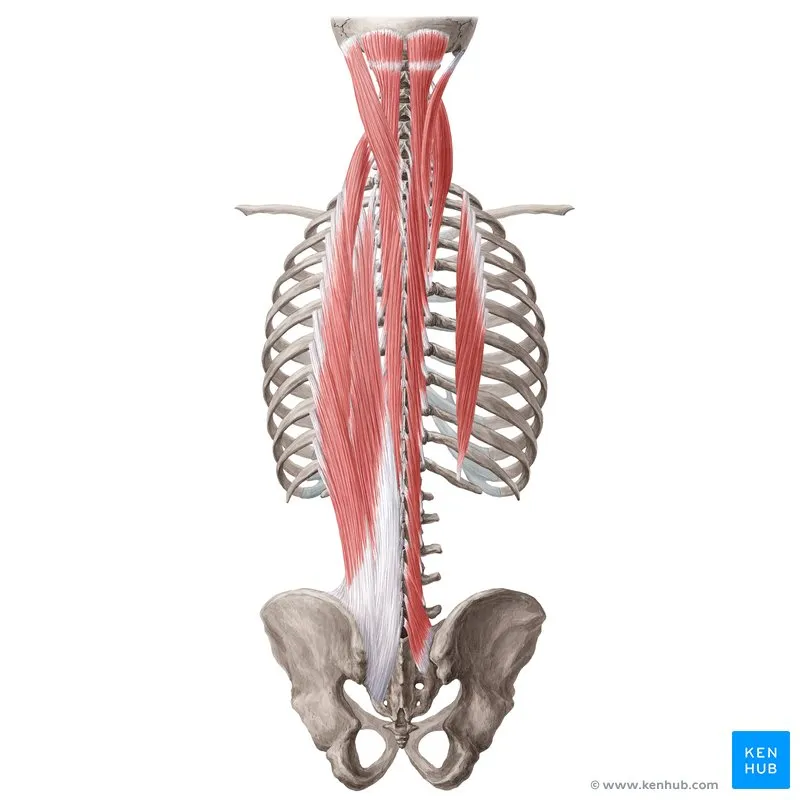 Erector Spinae and Transversospinalis muscles