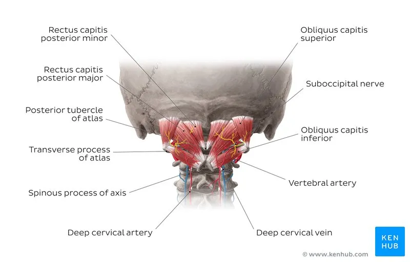 Suboccipital Triangle Anatomy