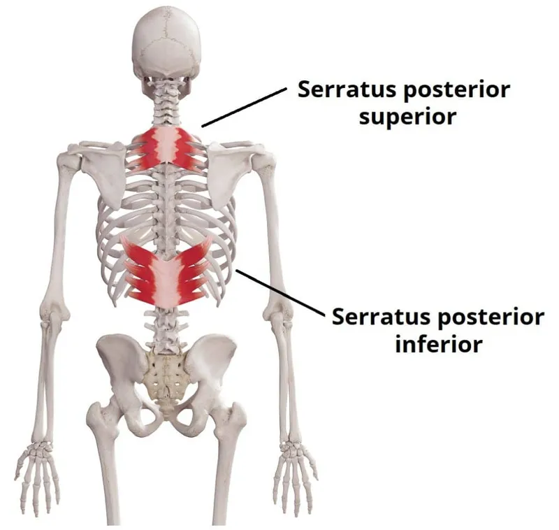 Serratus Posterior Superior and Inferior Muscles