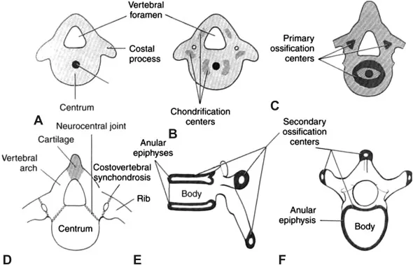 Development of a typical vertebra