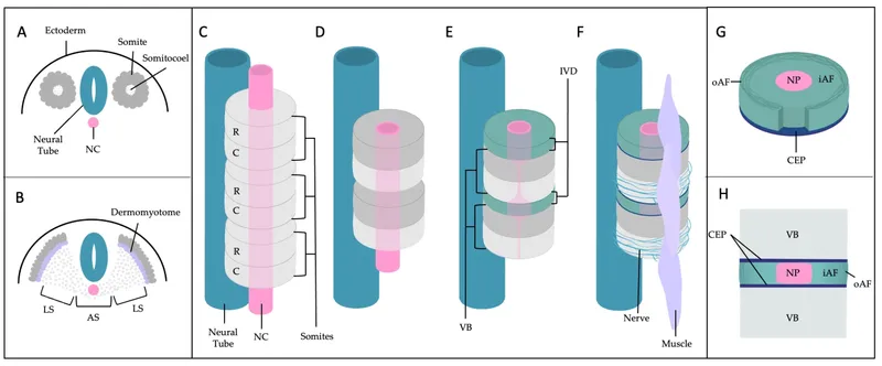 Sclerotome resegmentation and vertebral column development