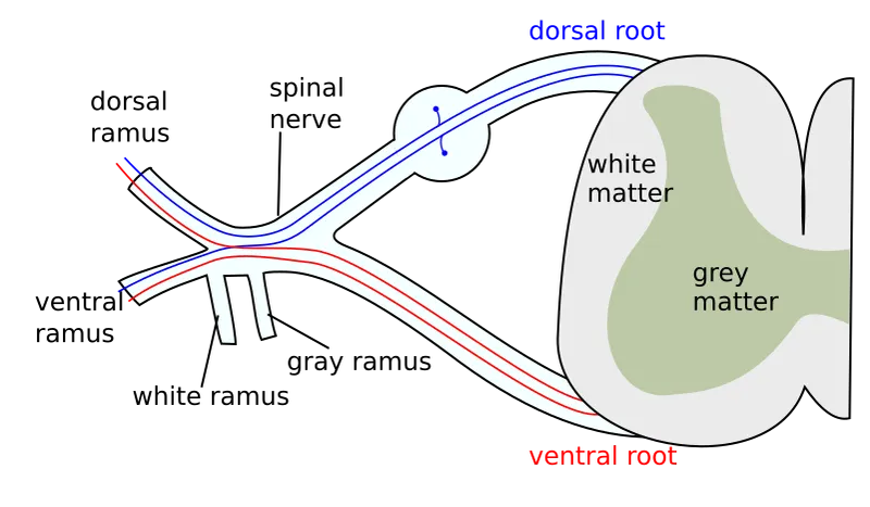Spinal Nerve Rami Distribution