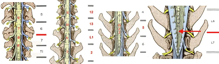 Spinal cord gross anatomy