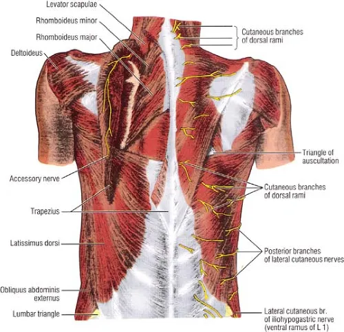 Surface anatomy of the back