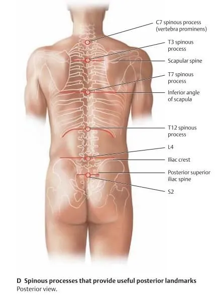 Posterior landmarks of the back