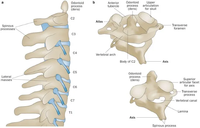 Cervical Vertebrae and Atlas-Axis Articulation