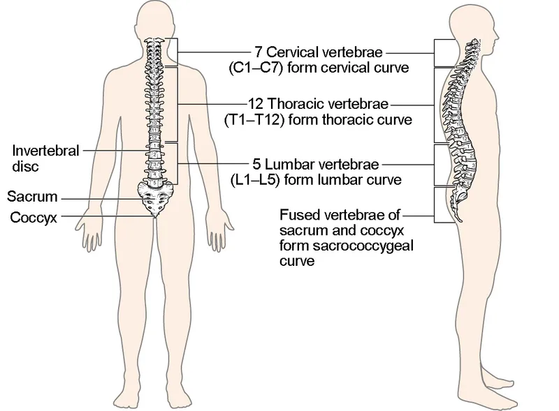 Vertebral Column: Regions, Curves, and Key Structures
