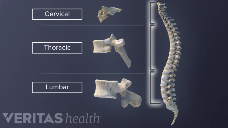 Cervical, Thoracic, and Lumbar Vertebrae Comparison