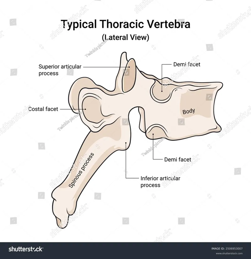 Typical Vertebra: Superior and Lateral Views