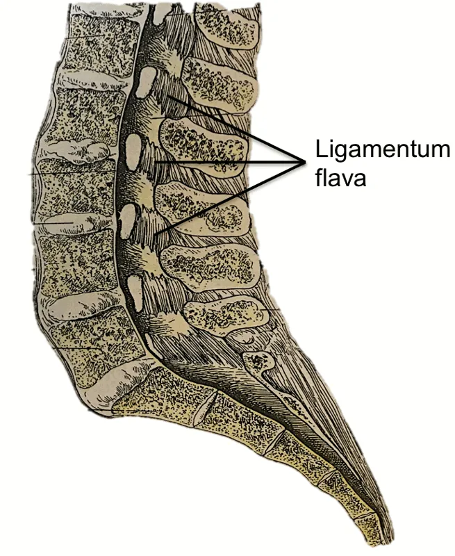 Ligaments of the Vertebral Column
