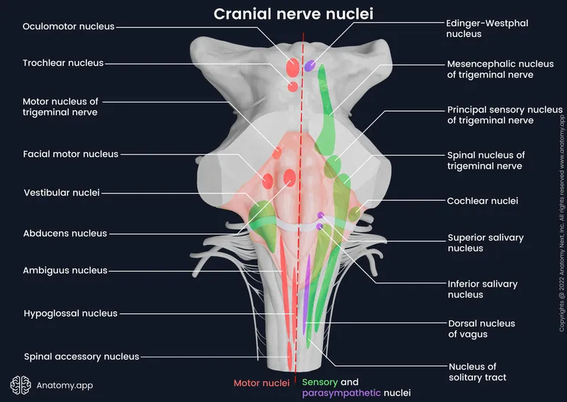 Cranial nerve nuclei in brainstem