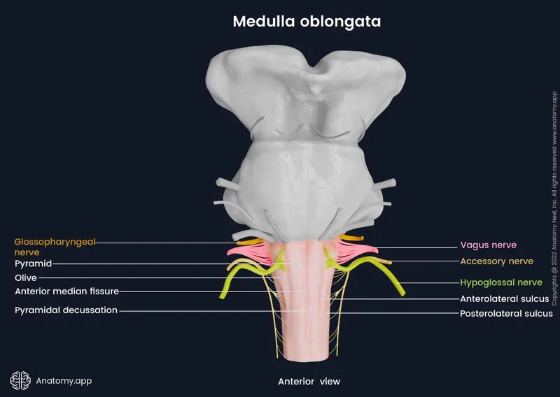 Anterior view of Medulla Oblongata with cranial nerves