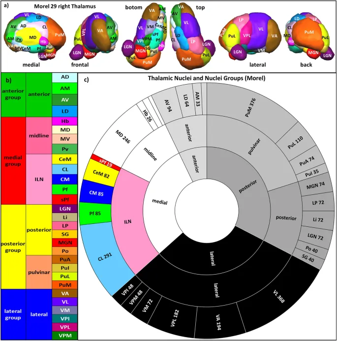 Thalamic Nuclei and Groups (Morel Atlas)