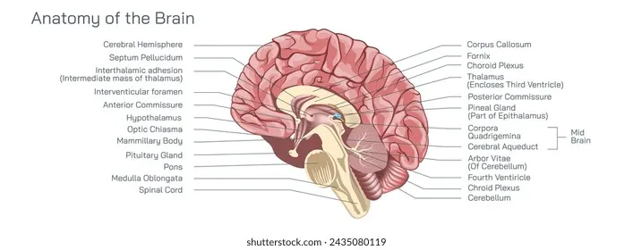 Sagittal view of brain highlighting hypothalamus