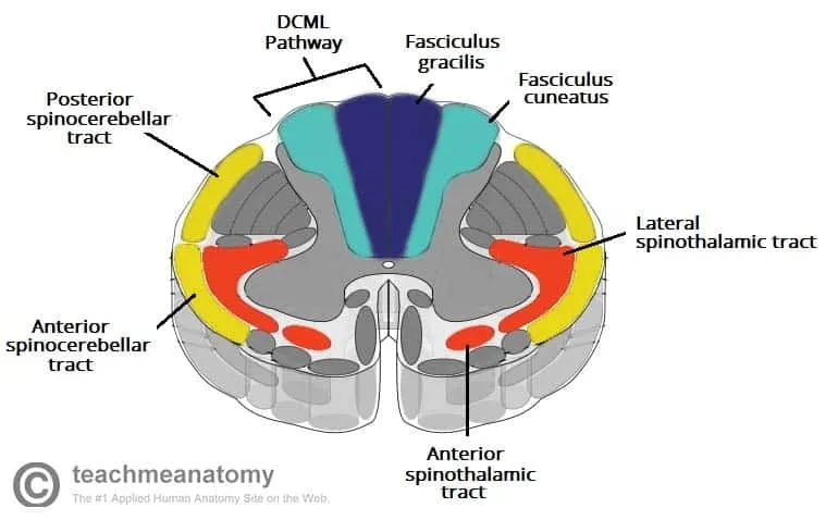 Spinal cord cross-section with ascending sensory tracts