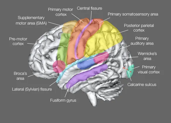 Lateral view of brain with functional areas