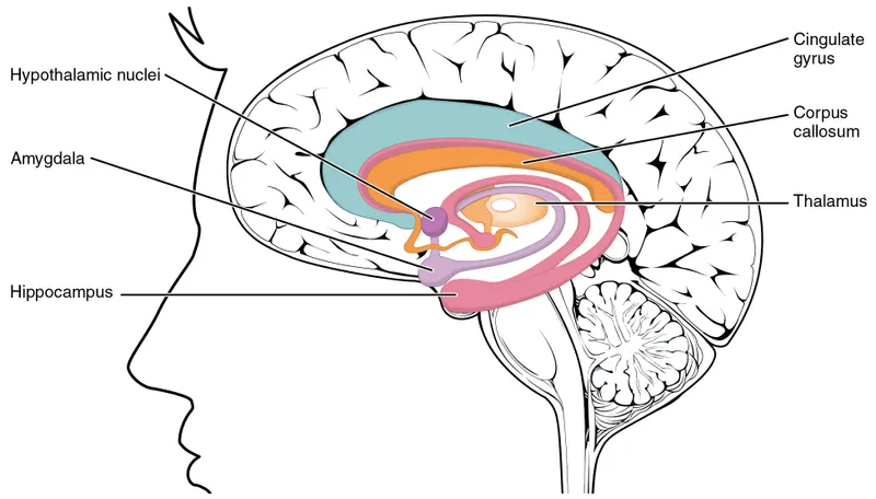 Limbic system structures diagram