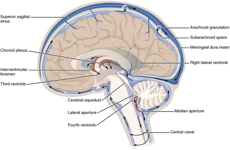 CSF flow through brain ventricular system