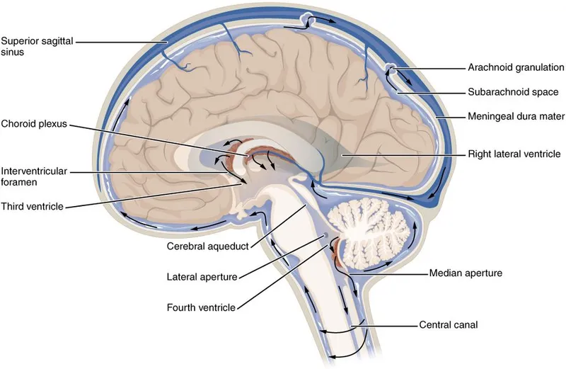 Brain Ventricular System and CSF Circulation