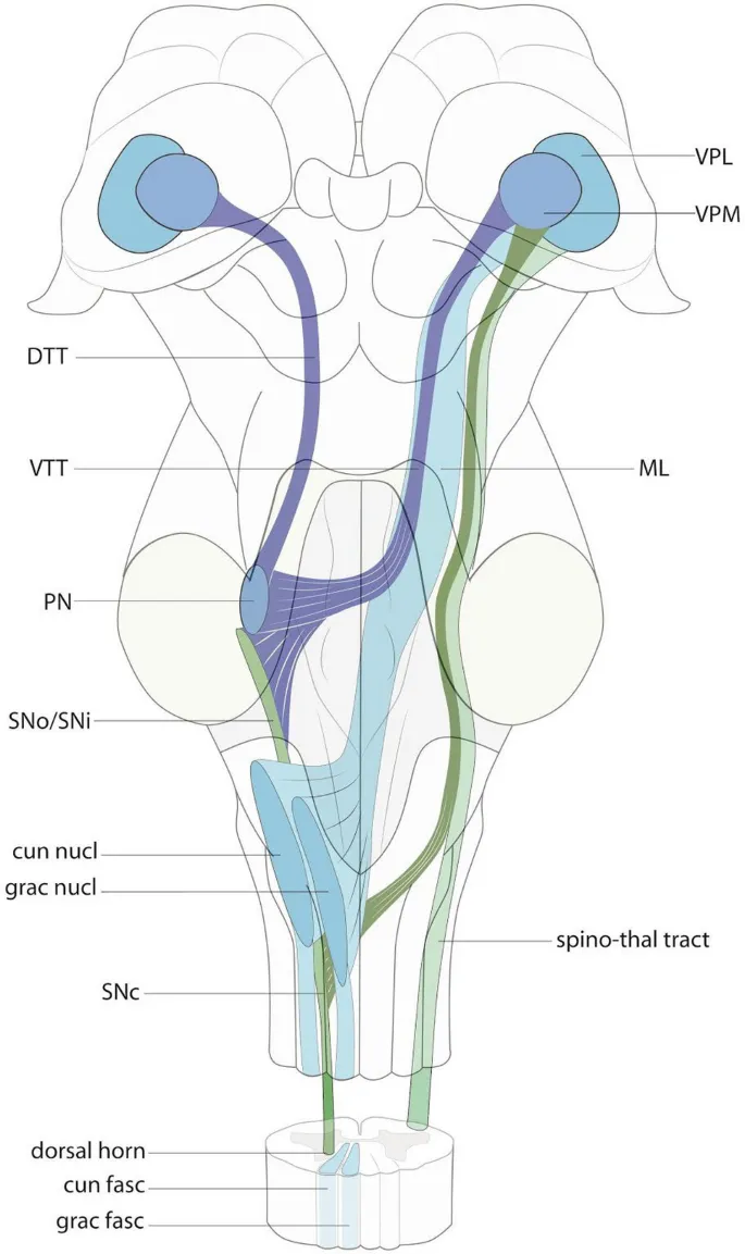 Ascending Sensory Pathways in Brainstem