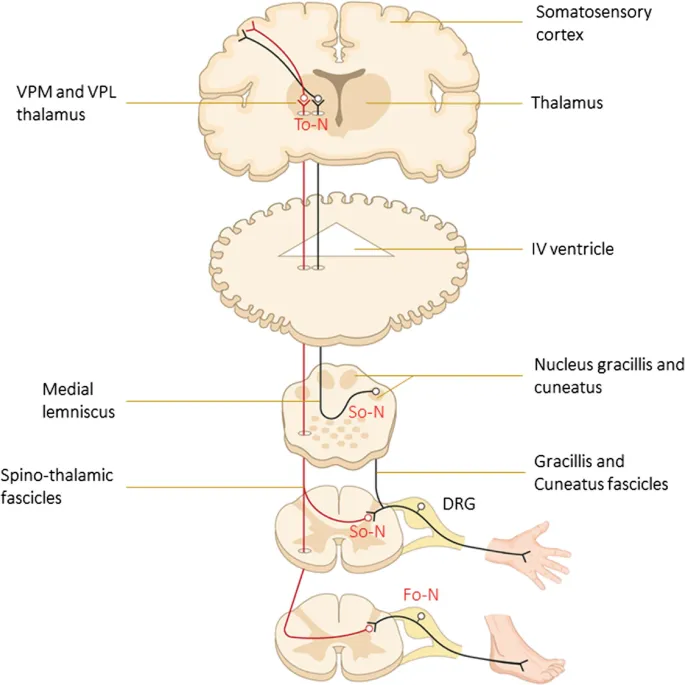Ascending Sensory Pathways in Brainstem