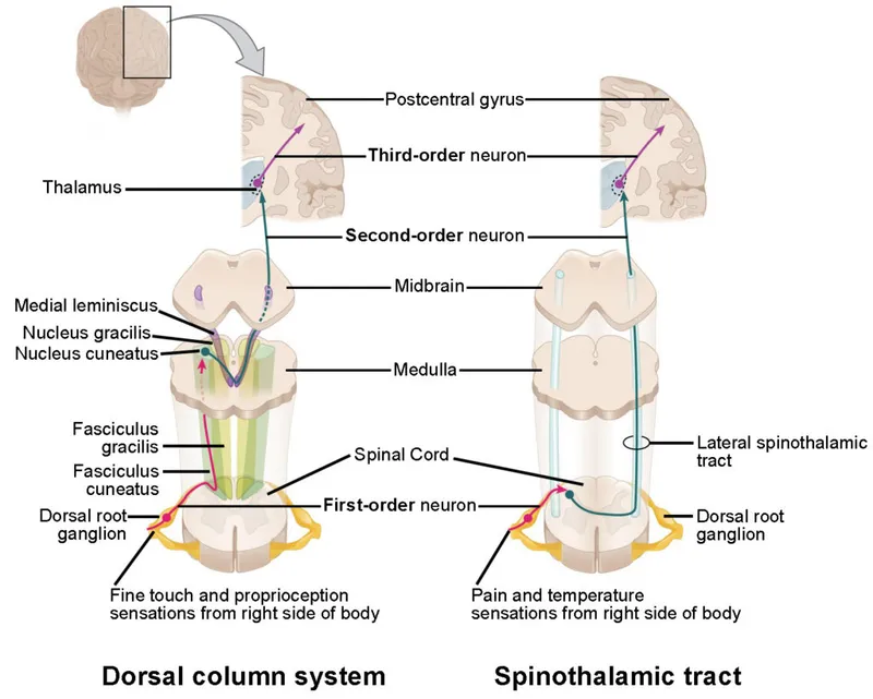 Ascending Sensory Pathways in Brainstem