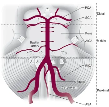 Brainstem Vascular Territories and Basilar Artery
