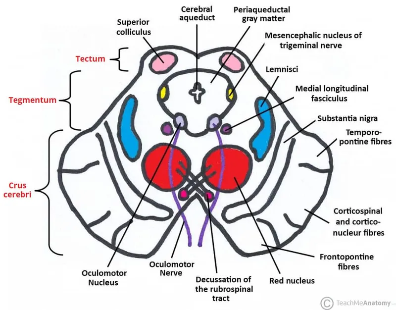 Midbrain cross-section with nuclei and tracts