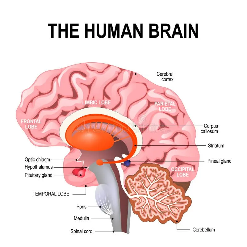 Sagittal view of human brain