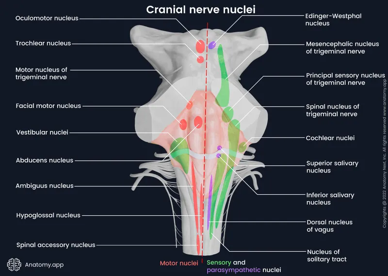 Cranial Nerve Nuclei in Brainstem